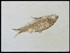 Detailed Fossil Fish (Knightia) - Wyoming #88543-1